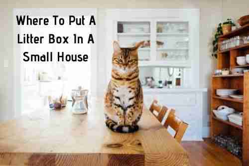 Where to put a litter box in a small house